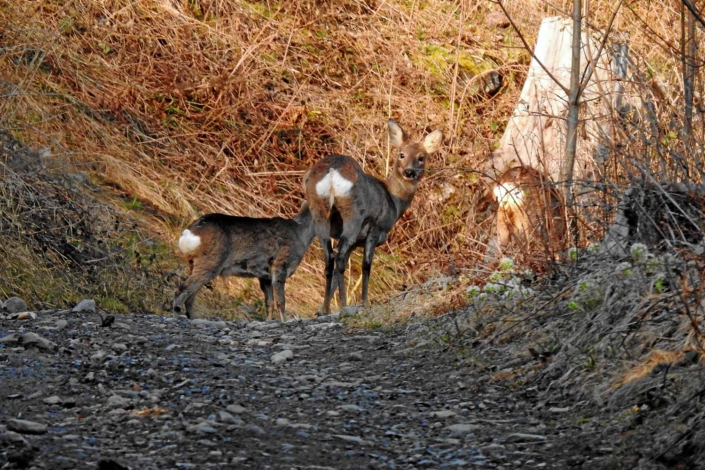 Morgenspaziergang im Frühjahr 2020