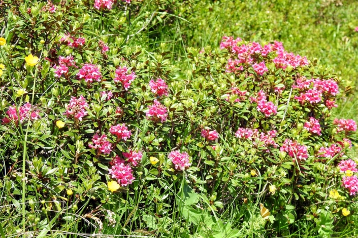 Pension Alpenrose mit Alpenrosen auf der Schmittenhöhe Zell am See