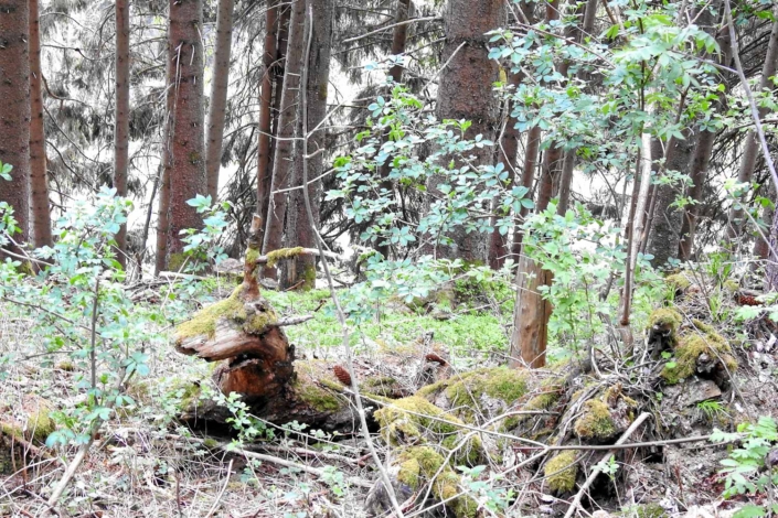 Holzhirsch im Wald